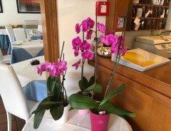 Garda - Hotel Cortina **