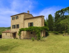 Arezzo -  OLIVO 
