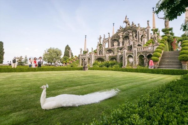 Biały paw leży na trawniku przed monumentalną architekturą ogrodową z rzeźbami.